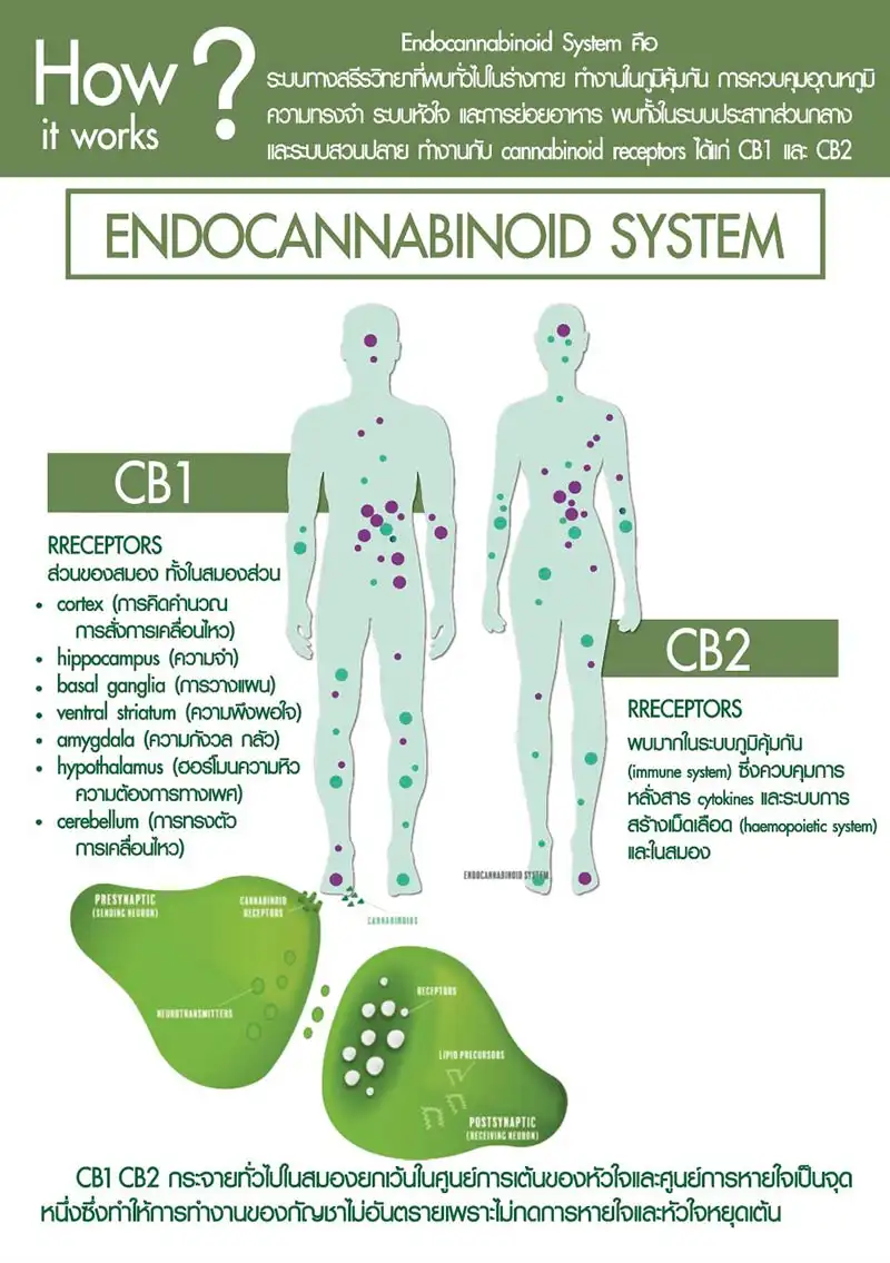 กลไกในการออกฤทธิ์ของสารประกอบในกัญชาในร่างกาย Endocannabinoid System (ECS)