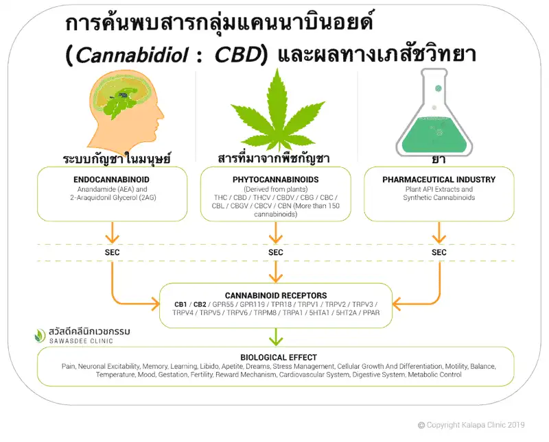  Endocannabinoid System (ECS)