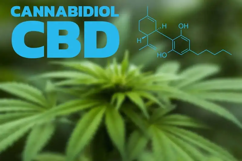 Cannabidiol (CBD) Endocannabinoid System (ECS)