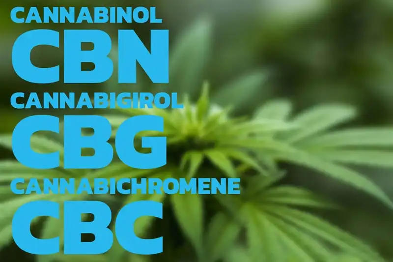 Cannabinol (CBN) Cannabigirol (CBG) Cannabichromene (CBC) Endocannabinoid System (ECS)