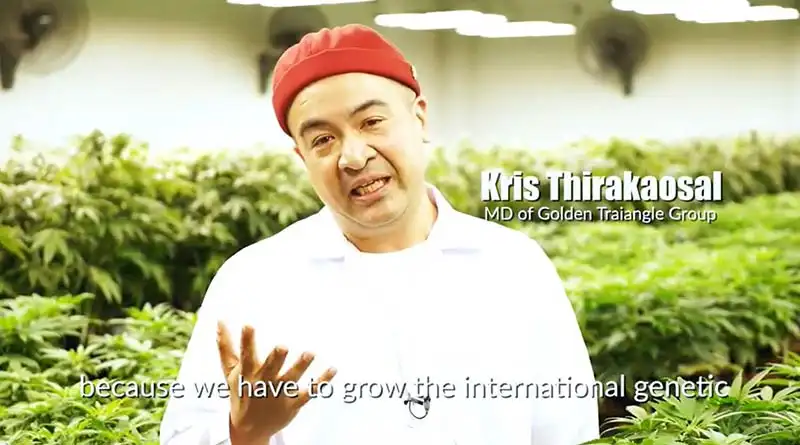  GTG จับมือม.ราชภัฏเชียงราย นำศาสตร์และประสบการณ์การปลูกกัญชงระดับโลกสู่เมืองไทย