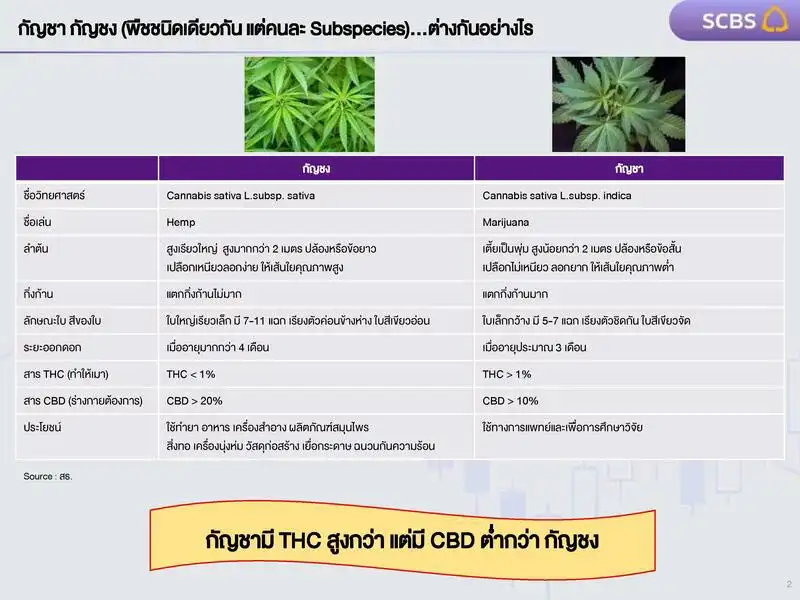กัญชา กัญชง (พืชชนิดเดียวกัน แต่คนละ Subspecies)...ต่างกันอย่างไร กัญชาในไทย...รู้ก่อนลงทุน? SCBS Research Team