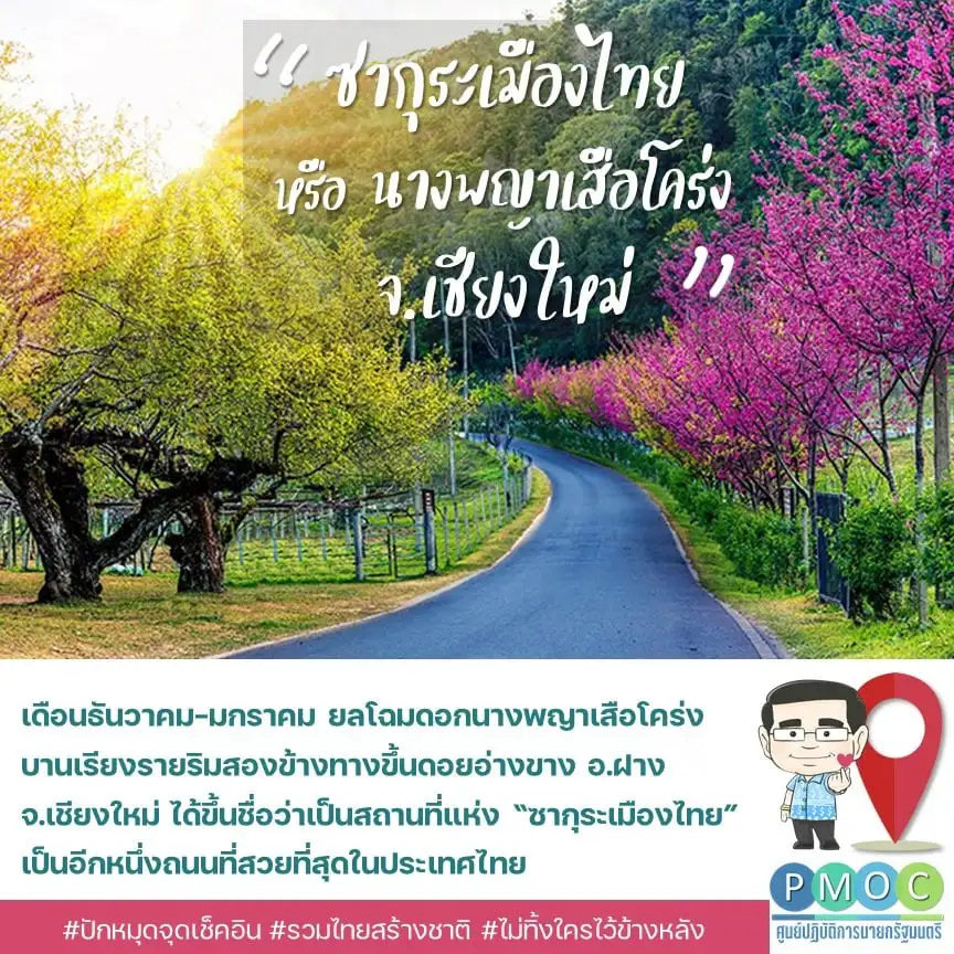 ซากุระเมืองไทย สองข้างทางขึ้นดอยอ่างขาง เชียงใหม่ 9 เส้นทางดอกไม้งามทั่วไทย เที่ยวได้ทั้งปี