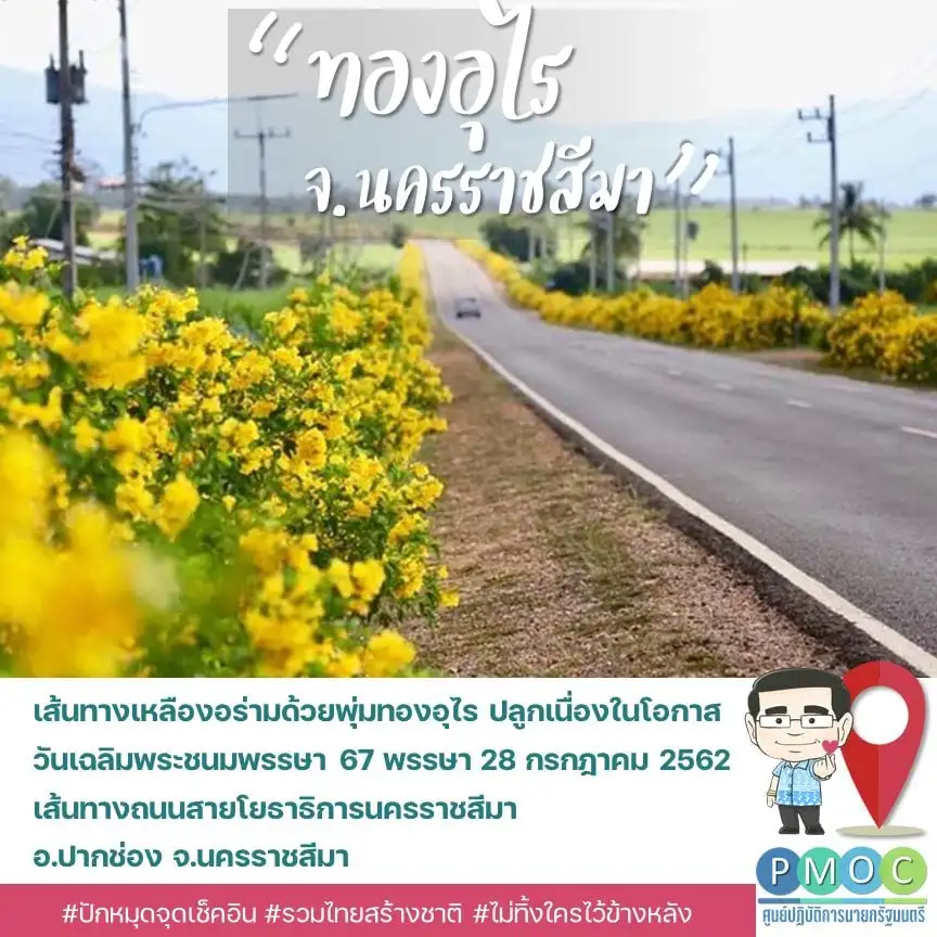 เหลืองอร่ามแห่งทองอุไร อ.ปากช่อง โคราช 9 เส้นทางดอกไม้งามทั่วไทย เที่ยวได้ทั้งปี