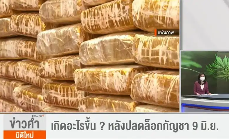 เกิดอะไรขึ้น ? หลังปลดล็อกกัญชา 9 มิ.ย. : ข่าวค่ำมิติใหม่ (7 มิ.ย. 65) Thai PBS วันสุดท้าย ก่อนกัญชาถูกกฏหมาย ใครว่าอย่างไร ทบทวนกันเพื่อไปต่อ