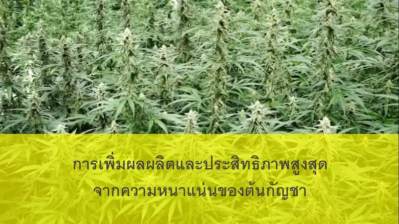 อบรมกัญชา เทคโนโลยีเพื่อการปลูกพืชกัญชาให้มีคุณภาพสูง ภาคปฏิบัติ รุ่นที่ 2 เสาร์ที่ 2 ก.ค.65 จับตางานกิจกรรมกัญชาในไทย ปี 2566