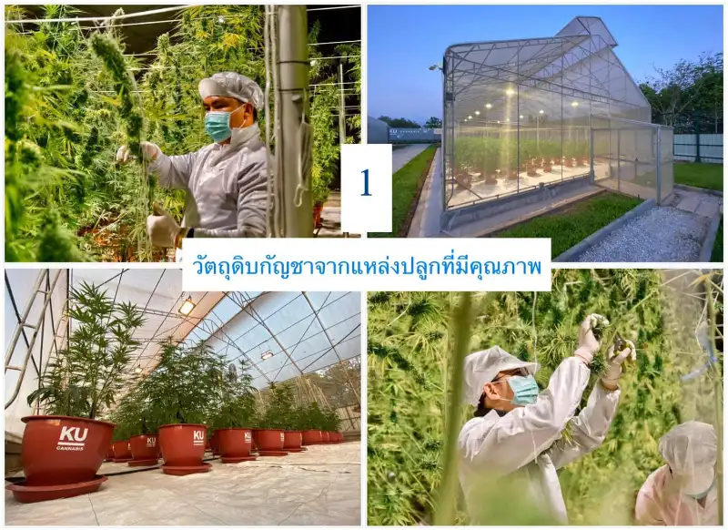  9 องค์ประกอบ ยืนยันคุณภาพ อาจาโร เฮิร์บ ในการผลิตยาตำรับแผนไทยเข้ากัญชา