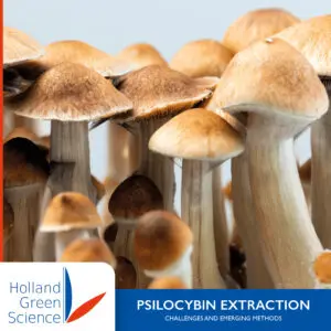 การสกัด Psilocybin: ความท้าทายและวิธีการที่เกิดขึ้นใหม่ - Holland Green Science Europe 