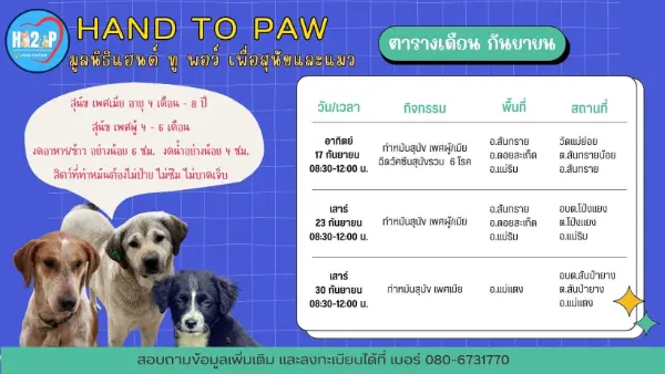 ตารางผ่าตัดทำหมัน เดือนกันยายน 2566 ฮนด์ทูพอว์ Hand to Paw เชียงใหม่ ทำหมันหมาแมว ฟรี ทั่วไทย ปี 2566 มีที่ไหนบ้าง