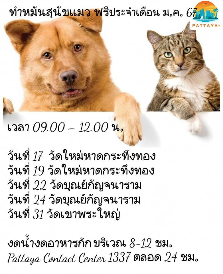เดือนมกราคม-มีนาคม 2567 เมืองพัทยา จัดหน่วยบริการทำหมันสุนัขแมว ฟรี มกราคม-พฤษภาคม 2567
