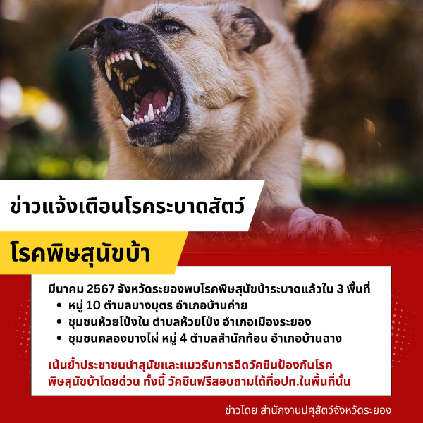22 มีนาคม 2567 ปศุสัตว์ระยอง พบ โรคพิษสุนัขบ้าระบาดในเขต อ.บ้านค่าย และ อ.บ้านฉาง รายงานข่าวการระบาดโรคพิษสุนัขบ้า ในไทย ปี 2567
