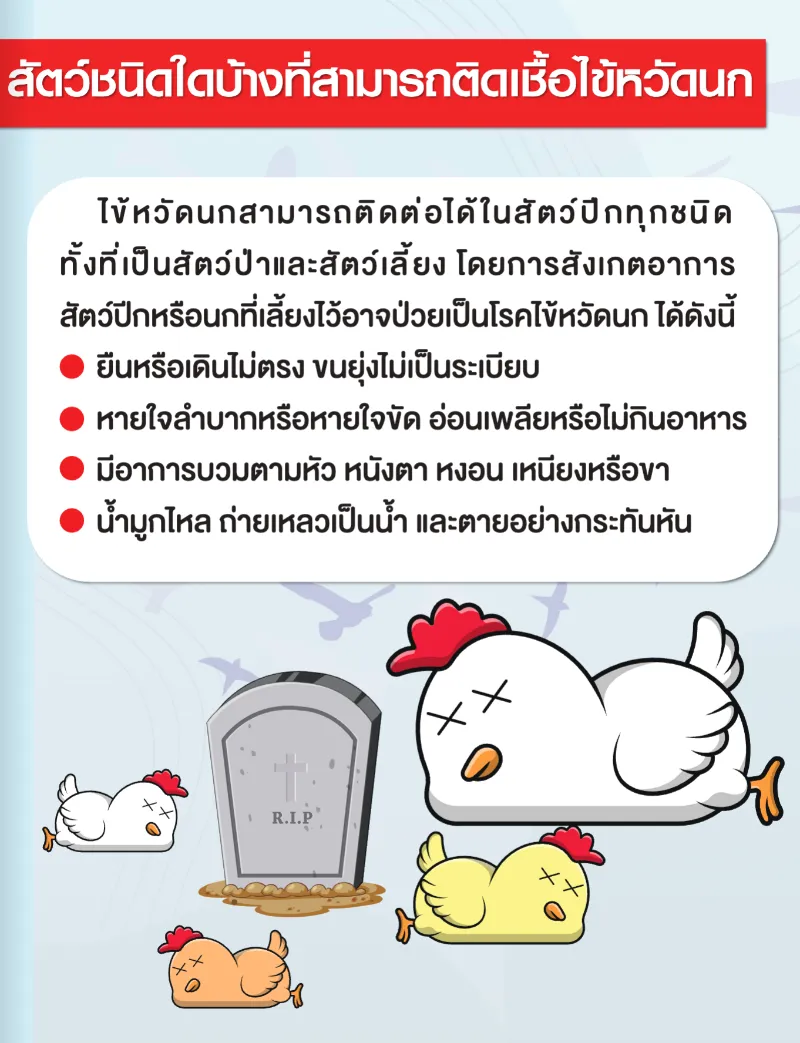 สัตว์ชนิดใดบ้างที่สามารถติดเชื้อไข้หวัดนก สื่อความรู้ โรคไข้หวัดนก ฉบับอสม. เพื่อเตรียมพร้อมรับมือ ดูแลประชาชน