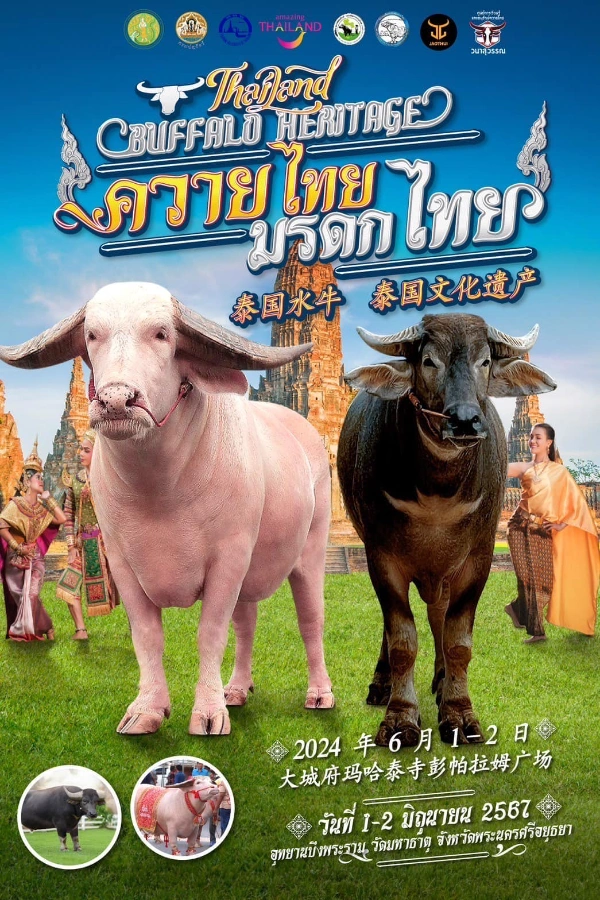 Thailand Buffalo Heritage ประกวดควายไทย มรดกไทย 1-2 มิถุนายน พ.ศ. 2567 