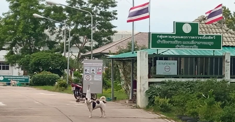 6 กุมภาพันธ์ 2568 ณ กลุ่มควบคุมและการตรวจเนื้อสัตว์ ซอยโรงกำจัดขยะหนองแขม ถนนพุทธมณฑลสาย 3 