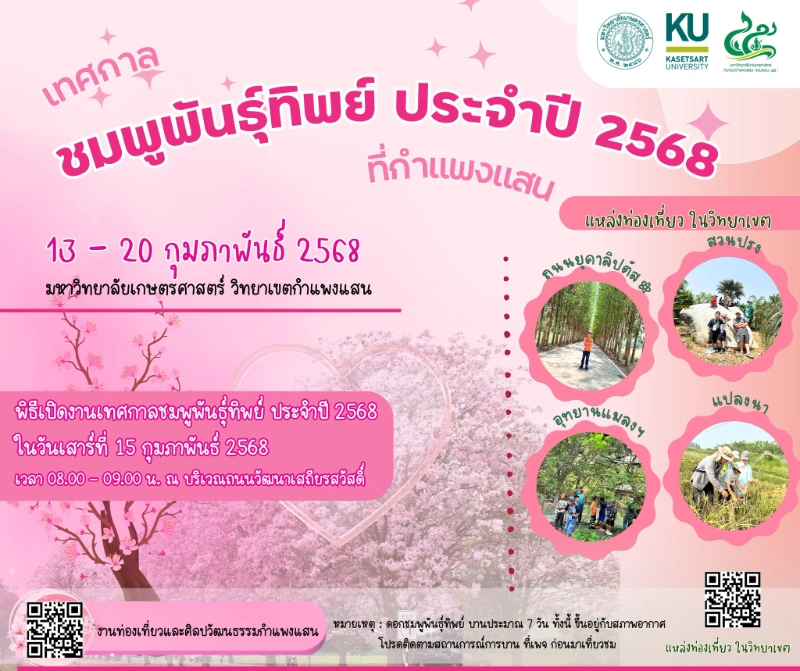 เทศกาลดอกชมพูพันธุ์ทิพย์ ม.เกษตร กำแพงแสน วันที่ 13-20 กุมภาพันธ์ 2568 