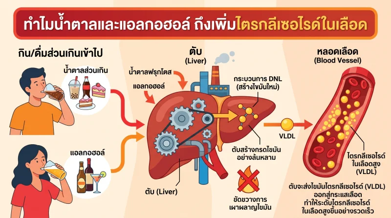 ทำไมการกินน้ำตาลหรือแอลกอฮอล์มากเกินไป ถึงทำให้ไตรกลีเซอไรด์ในเลือดสูงขึ้นได้ เมื่อคุณลดน้ำหนัก ไขมันจะหายไปไหน