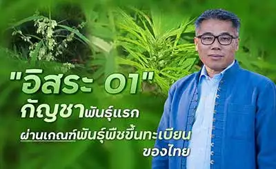 อิสระ 01 กัญชาพันธุ์แรกผ่านเกณฑ์พันธุ์พืชขึ้นทะเบียนของไทย โดยกรมวิชาการเกษตร HealthServ.net