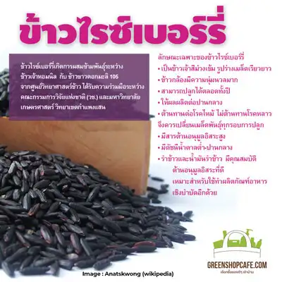 ข้าวไรซ์เบอร์รี่ ธัญโอสถ อีกทางเลือกของชาวนาไทย HealthServ.net