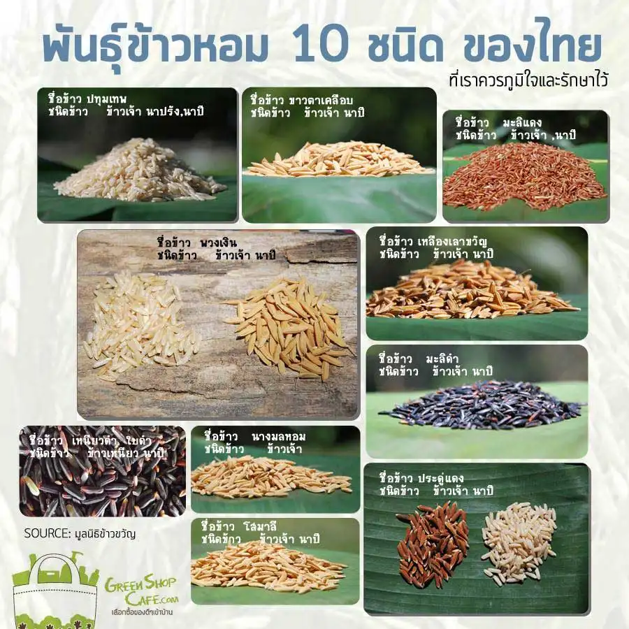 พันธุ์ข้าวหอม 10 ชนิด ของไทย  ที่เราควรภูมิใจและต้องรักษาไว้ HealthServ.net