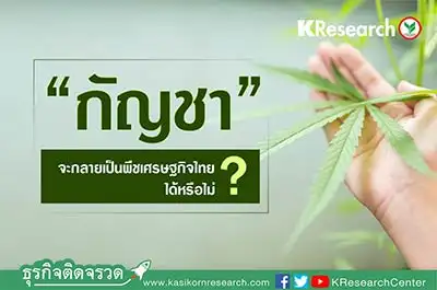 กัญชา จะกลายเป็นพืชเศรษฐกิจไทย ได้หรือไม่? HealthServ.net