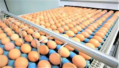 CPF หนุน 7 คอมเพล็กซ์ไก่ไข่ ใช้หลักเศรษฐกิจหมุนเวียน ลดของเสียในกระบวนการผลิต บริหารทรัพยากรคุ้มค่า  HealthServ.net