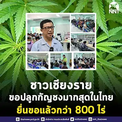 ชาวเชียงราย สนใจขออนุญาตปลูก กัญชง มากที่สุดในประเทศไทย กว่า 800 ไร่ HealthServ.net