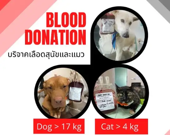 รับบริจาคเลือดน้องหมาน้องแมว โรงพยาบาลสัตว์ทิพย์พิมาน ปากช่อง HealthServ.net