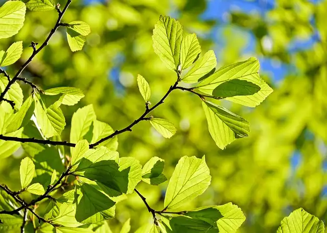 ต้นไม้ลดฝุ่นละอองได้อย่างไร HealthServ.net
