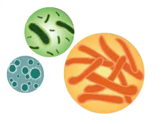 รู้จัก 7 จุลินทรีย์ที่สำคัญต่อเกษตรอินทรีย์ HealthServ.net
