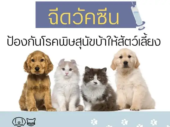 [จัดไปแล้ว] บริการฉีดวัคซีน​โรคพิษ​สุนัข​บ้าให้หมาแมว ฟรี ในกทม.และทั่วประเทศ ปีนี้ (2566) ThumbMobile HealthServ.net