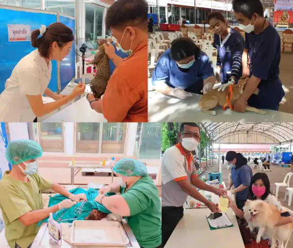 ปศุสัตว์กรุงเทพฯ เปิดโครงการปศุสัตว์ร่วมใจกำจัดภัยโรคพิษสุนัขบ้า ทำหมันไป 65 ตัว HealthServ.net
