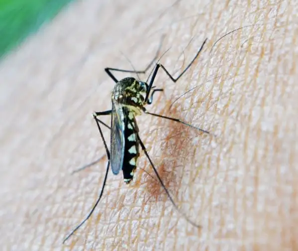 15 มิถุนายน วันไข้เลือดออกอาเซียน (ASEAN Dengue Day) HealthServ.net