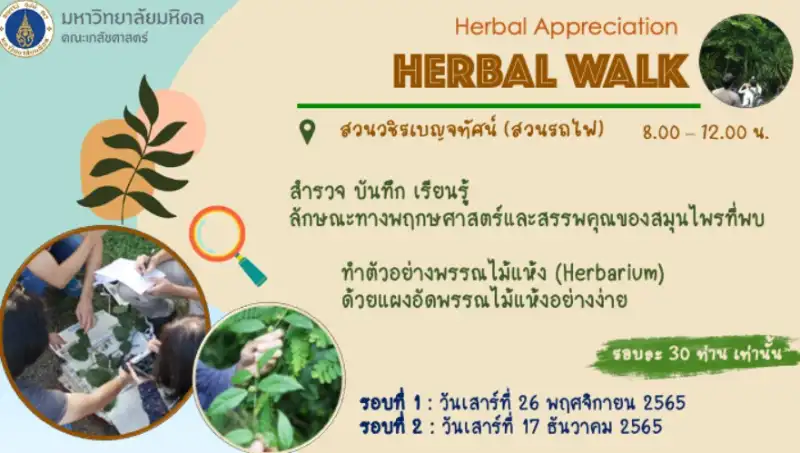 เภสัช มหิดล ชวนมา Herbal Walk: สำรวจสมุนไพรในสวน ณ สวนรถไฟ HealthServ.net