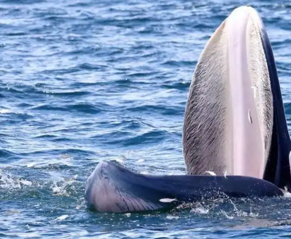 ได้เวลาออกทริปดูวาฬบรูด้า@สมุทรสาคร HealthServ.net