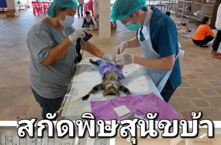 ชมรมหมาหัวเน่า เบตง ระดมพลช่วยฉีดวัคซีนป้องกันพิษสุนัขบ้าและหมันฟรี ให้หมาจรจัด HealthServ.net