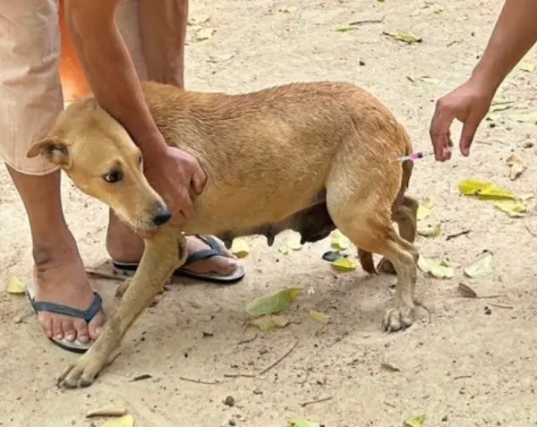 26 จังหวัดในไทย รายงานพบโรคพิษสุนัขบ้า (ข้อมูล ณ สิ้นเมษายน 2567)