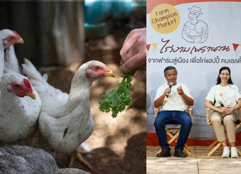 Farm Champion Market: ไก่งามเพราะคน ณ ปฐมออแกนิก คาเฟ่