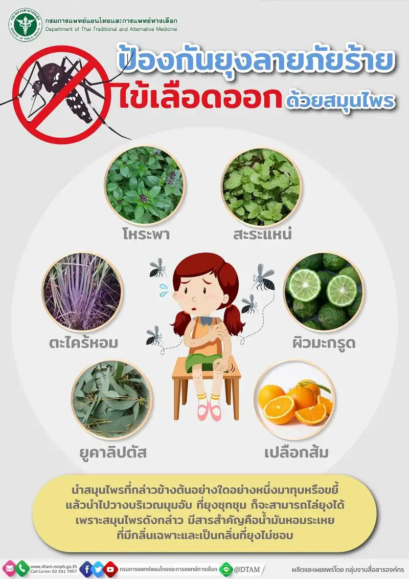 6 สมุนไพรช่วยไล่ยุง สูตรแพทย์แผนไทย HealthServ