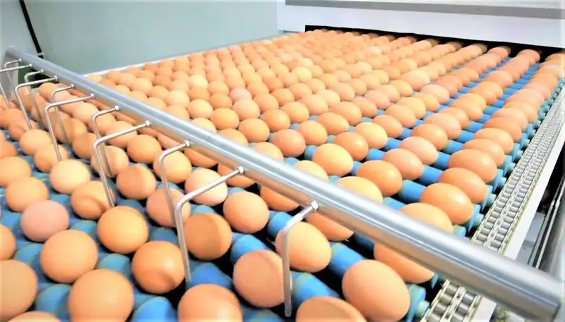 CPF หนุน 7 คอมเพล็กซ์ไก่ไข่ ใช้หลักเศรษฐกิจหมุนเวียน ลดของเสียในกระบวนการผลิต บริหารทรัพยากรคุ้มค่า  HealthServ