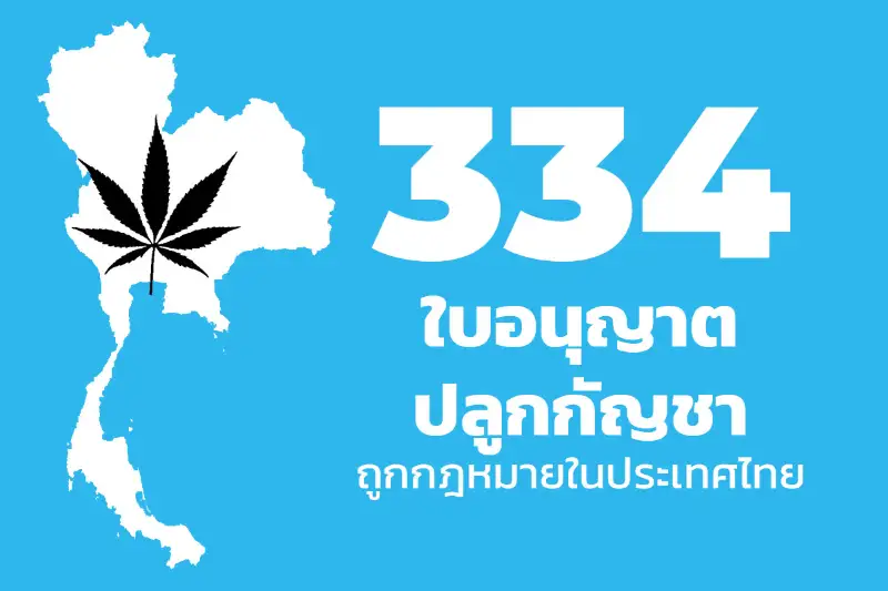 334 ใบอนุญาตปลูกกัญชาถูกกฎหมาย ในประเทศไทย HealthServ