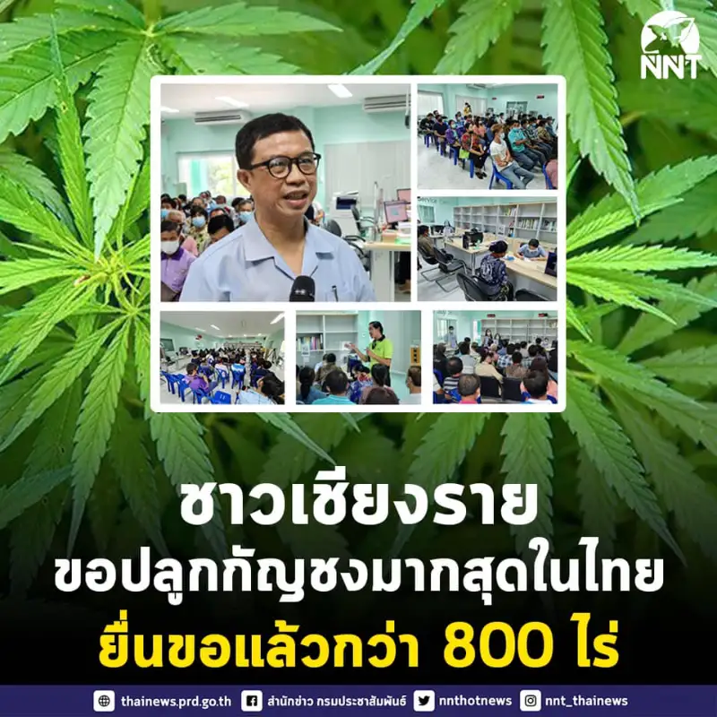 ชาวเชียงราย สนใจขออนุญาตปลูก กัญชง มากที่สุดในประเทศไทย กว่า 800 ไร่ HealthServ