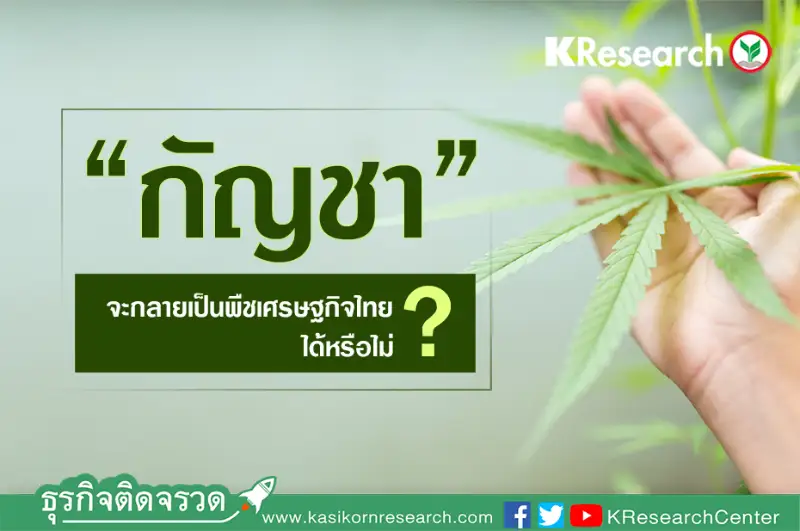 กัญชา จะกลายเป็นพืชเศรษฐกิจไทย ได้หรือไม่? HealthServ