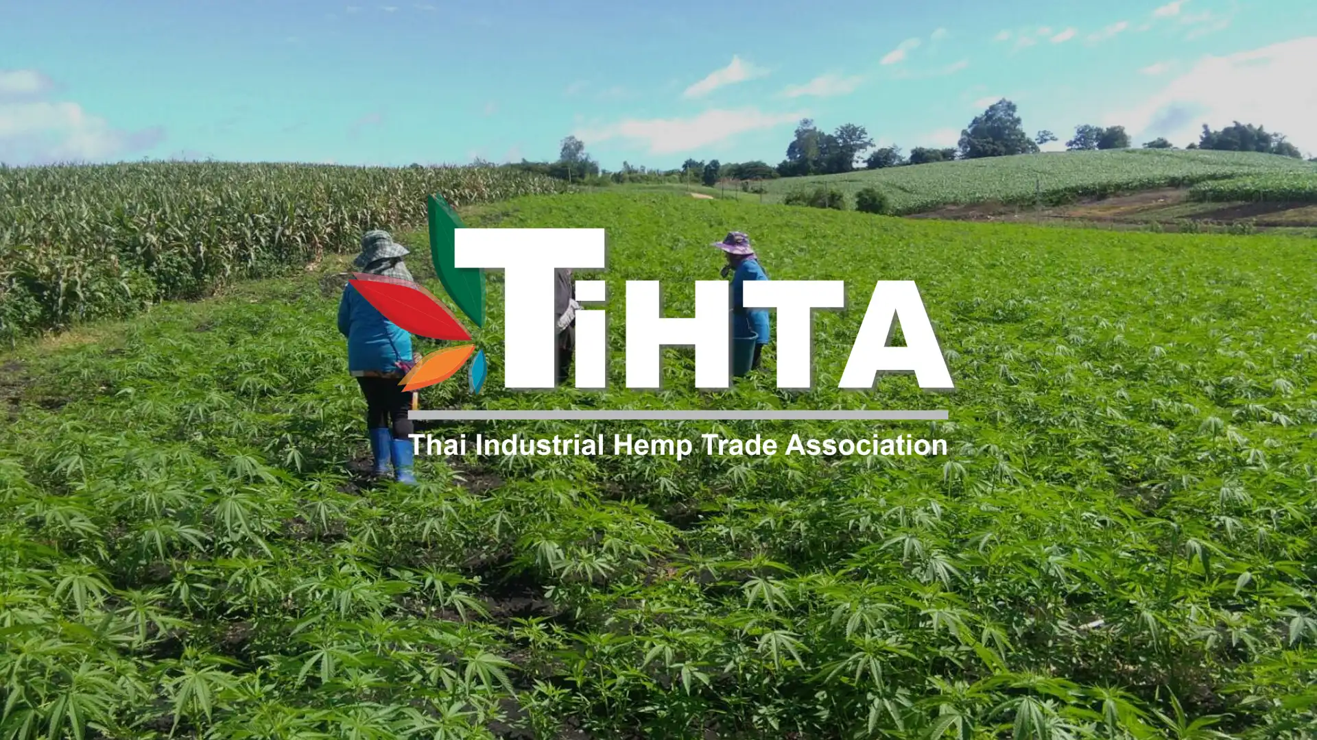 สมาคมการค้าอุตสาหกรรมกัญชงไทย (TIHTA) HealthServ