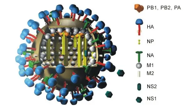 WHO ยืนยันผู้ป่วยเสียชีวิตจากโรคไข้หวัดนก H5N2 รายแรก ที่เม็กซิโก HealthServ