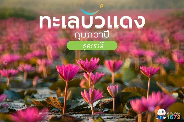 ทะเลบัวแดง อ.กุมภวาปี จุดท่องเที่ยวอีกแห่งที่ต้องไม่พลาดเมื่อมาอุดรธานี HealthServ