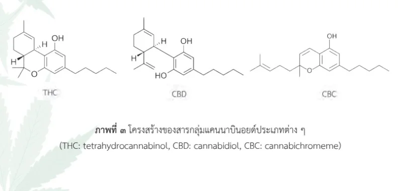 สารองค์ประกอบที่เป็นยาในพืชกัญชา - Δ9-THC CBD CBC CBG CBN HealthServ