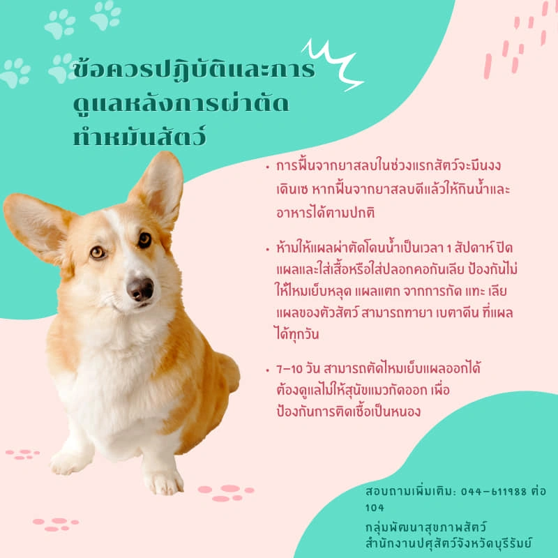 การเตรียมตัวและดูแลสัตว์ ก่อนและหลังผ่าตัดทำหมัน HealthServ