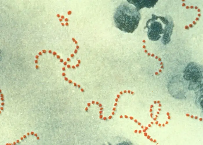 ข้อเท็จจริงเรื่อง โรคแบคทีเรียกินเนื้อ ในประเทศญี่ปุ่น HealthServ