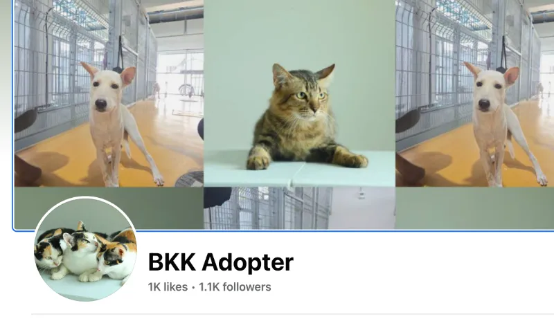 อยากรับอุปการะดูแลหมาแมว ติดต่อศูนย์ BKK Adopter ของกทม.ได้เลย HealthServ