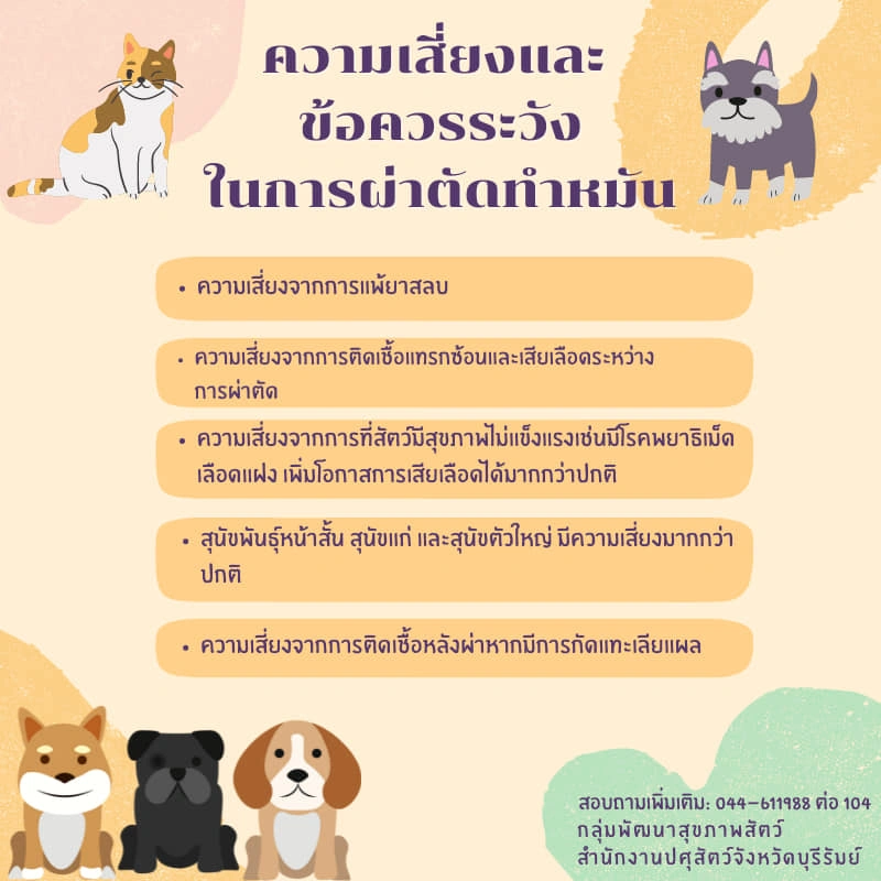 การเตรียมตัวและดูแลสัตว์ ก่อนและหลังผ่าตัดทำหมัน HealthServ